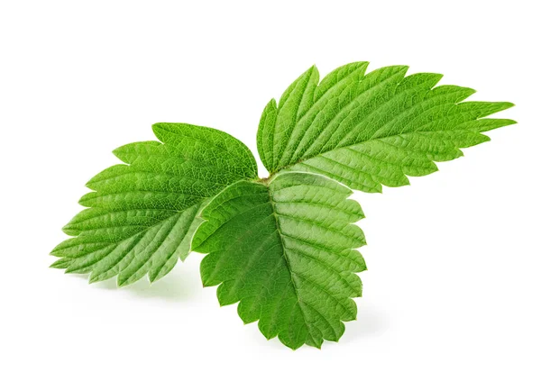 Leaves of strawberry — Stock Photo, Image
