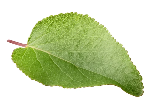 Zielony jasny liść morela — Zdjęcie stockowe