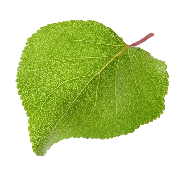 Folha verde de damasco — Fotografia de Stock