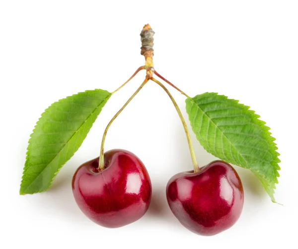Bright cherry fruit with green leaves — Stock Photo, Image