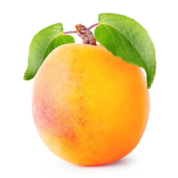 Ripe juicy apricot with leaves — Stock Photo, Image