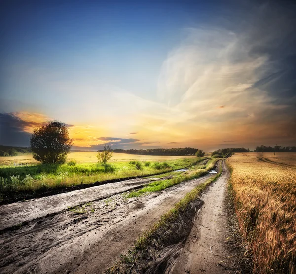 Strada di campagna tra campi con orecchi — Foto Stock