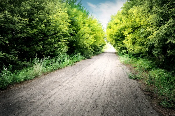 Camino de asfalto entre árboles verdes — Foto de Stock