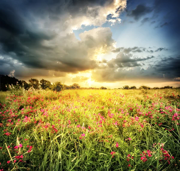 Campo con fiori rossi — Foto Stock