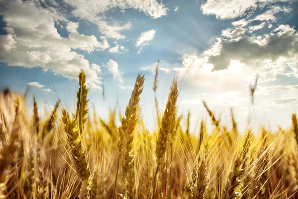 Espigas maduras de trigo bajo el cielo azul — Foto de Stock