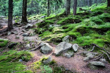 Kayalar ve yosun gizemli orman