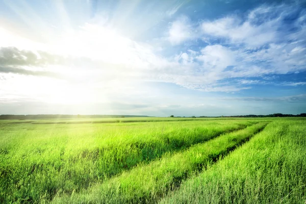 Road into field with bright green grass — Stock Photo, Image