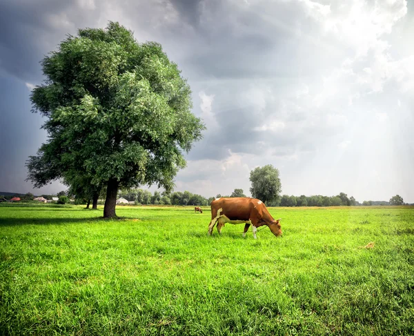 Brown cow on green meadow with trees — Stock Photo, Image