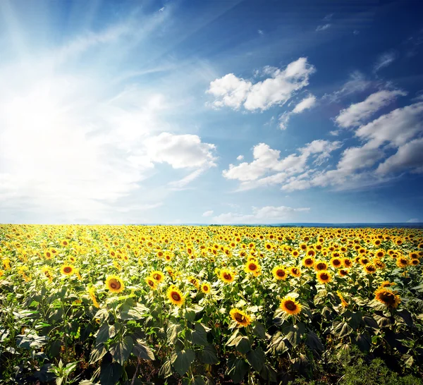 Feld leuchtend gelber Sonnenblumen — Stockfoto