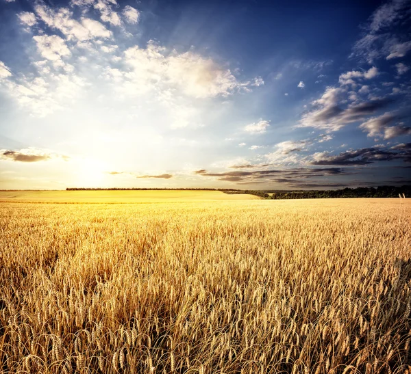 Golden wheat field — Stock Photo, Image