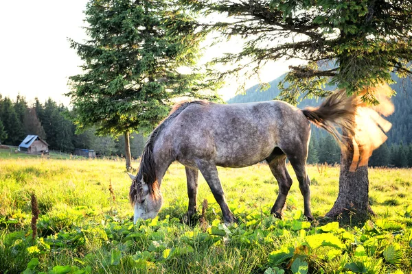 Cavalo de maçã cinza com a cauda acenando — Fotografia de Stock