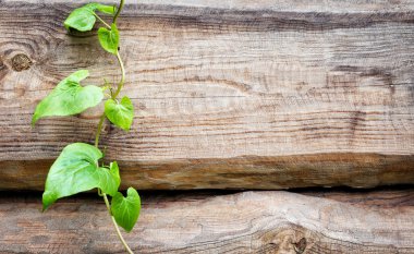 Background of rough wooden planks