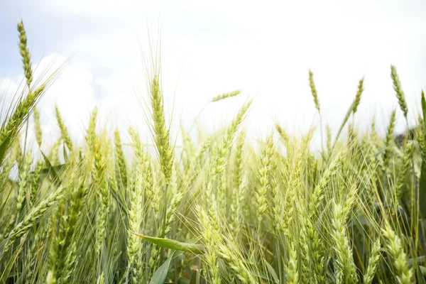 Hojas verdes de trigo — Foto de Stock