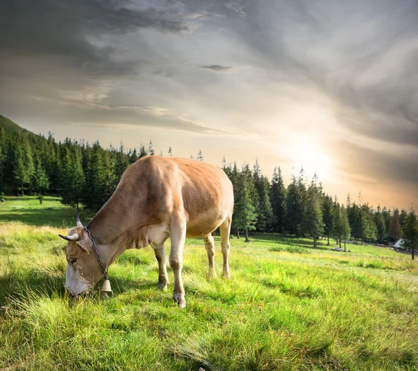 牧草地にベージュの牛 — ストック写真