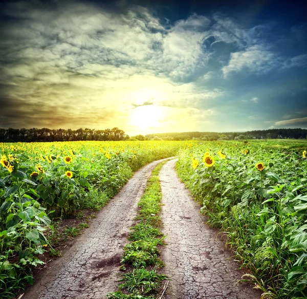 Landsvägen bland solrosor — Stockfoto