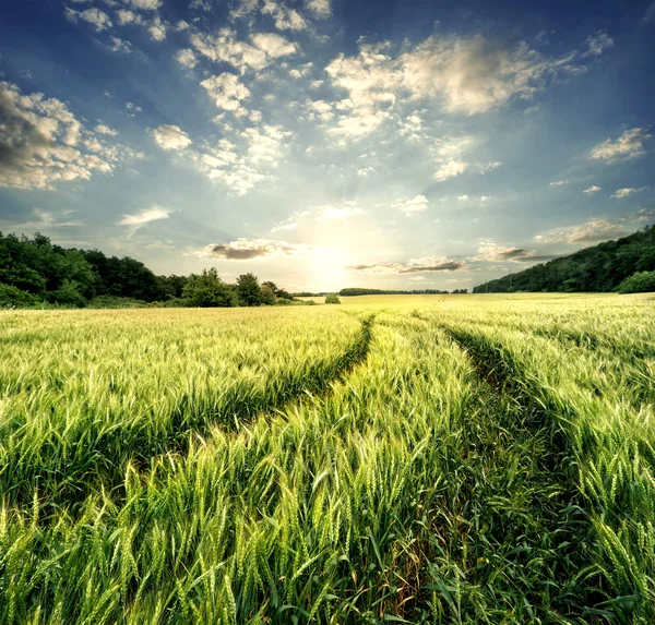 Road in veld met groene korenaren van tarwe — Stockfoto