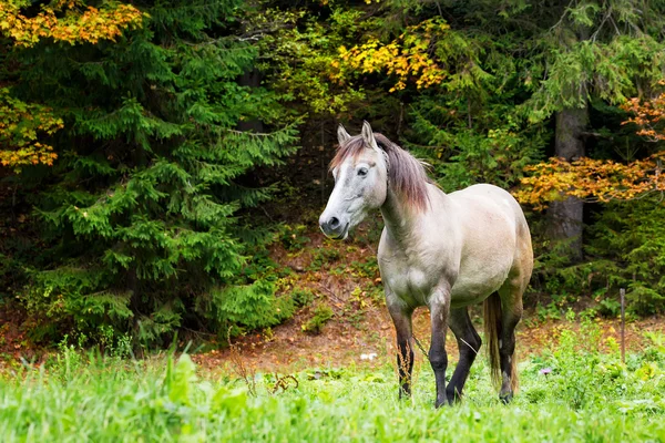 Cavalo bege em grama brilhante — Fotografia de Stock