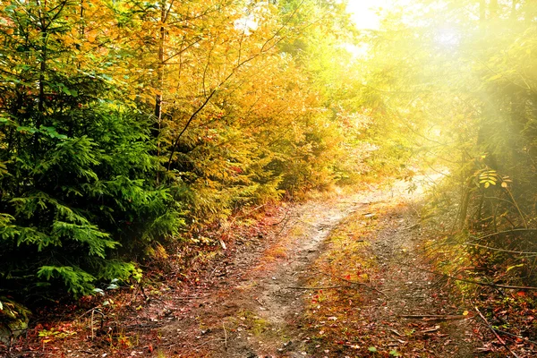 Strada nella foresta autunnale — Foto Stock