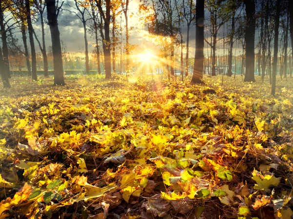 Foglie autunnali nel parco cittadino — Foto Stock