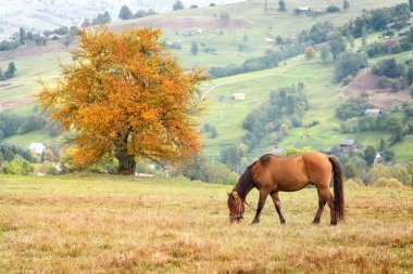 Çimenlerde otlayan at