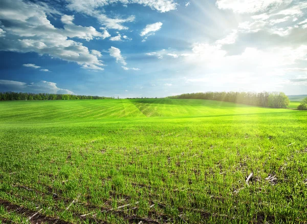 Feld aus hellgrünem Gras — Stockfoto