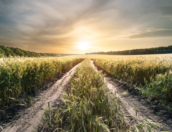 Camino de campo en campo con espigas de trigo — Foto de Stock