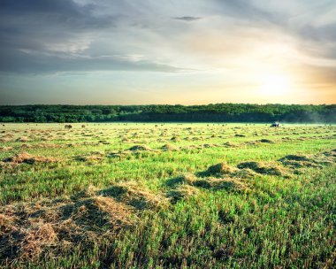 Alan kesim otu ve traktör