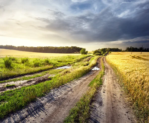 Strada sterrata in campo di grano giallo — Foto Stock