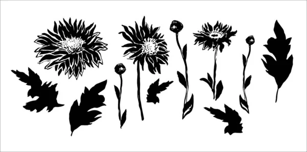 Zestaw kwiatowych elementów chryzantemy kwiaty ręcznie rysowane pędzel i czarny tusz. — Wektor stockowy