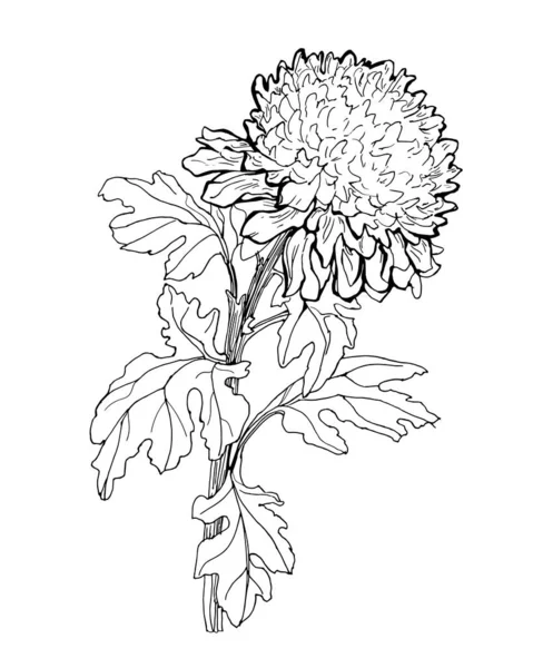 Outline sketch of Chrysanthemum flower and leaves isolated on white. — Stock Vector