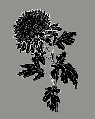 Kasımpatı çiçeğinin siyah ve beyaz silueti, sapı ve yaprakları gri üzerine izole edilmiş..