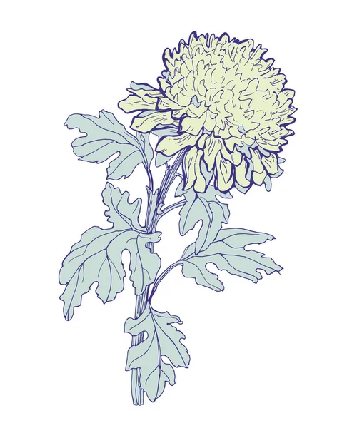 Pastellfarbene Skizze von Chrysanthemenblüte, Stängel und Blättern isoliert auf Weiß. — Stockvektor