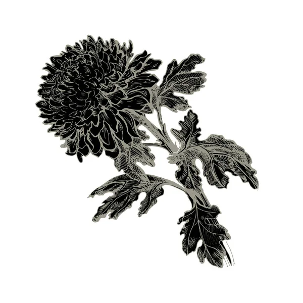 Kasımpatı çiçeğinin siyah silueti, sapı ve yaprakları beyaz üzerine izole edilmiş..