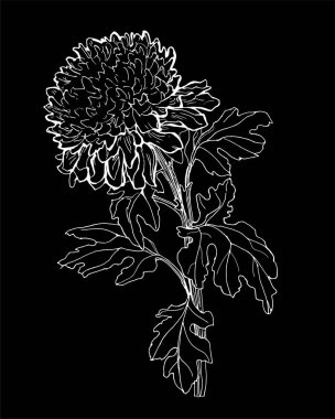 Kasımpatı çiçeğinin siyah ve beyaz silueti siyah arkaplanda izole edilmiş..