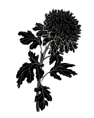 Kasımpatı çiçeğinin siyah silueti, sapı ve yaprakları beyaz üzerine izole edilmiş..