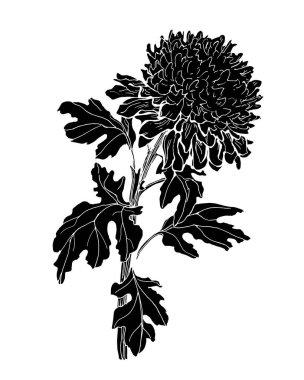 Kasımpatı çiçeği, sapı ve yaprakları beyaz üzerine izole edilmiş siyah siluet..