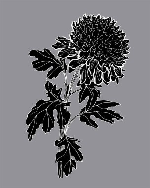 Kasımpatı çiçeğinin siyah ve beyaz silueti gri renkte izole edilmiş..