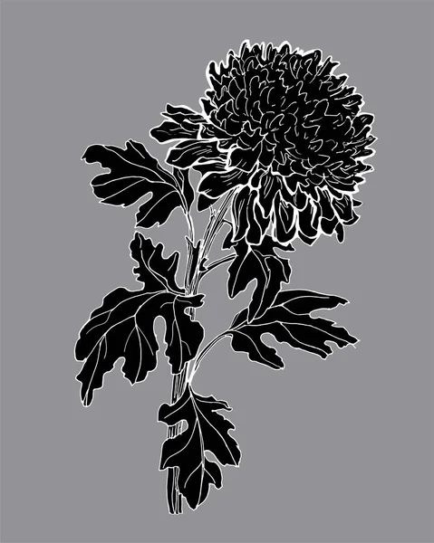 Kasımpatı çiçeğinin siyah ve beyaz silueti gri renkte izole edilmiş..