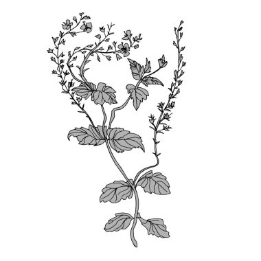 Beyaz yapraklı, kıvrımlı yabani otların silueti ve küçük çiçekler..