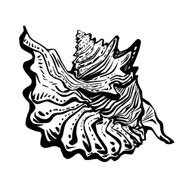 Sea fauna doodle conchiglia marina in linea diretta disegnato a mano stile di inchiostro nero. — Vettoriale Stock