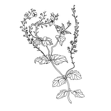 Beyaz bitkilerden, yapraklardan ve küçük çiçeklerden oluşan bir siluet..