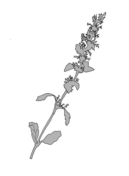 Zarys sylwetki dzikiego zioła z małymi kwiatami wyizolowanymi na białym. — Wektor stockowy