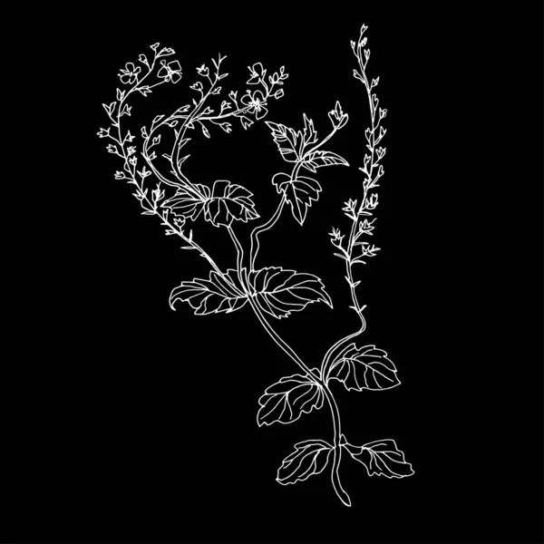 Översikt vit siluett av vilda örter, blad och små blommor isolerade på svart. — Stock vektor