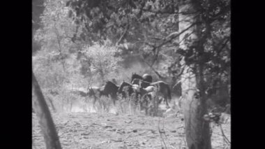 Cowboys herding atlar