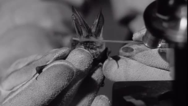 Pesquisador colhendo amostra de saliva de morcego — Vídeo de Stock