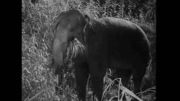 Elefant bete i skogen — Stockvideo