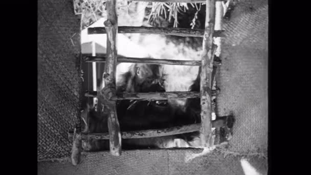 Goryl usuwając okna z chaty — Wideo stockowe