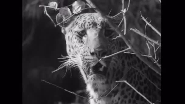 Leopard climbing down from rock — Stock Video