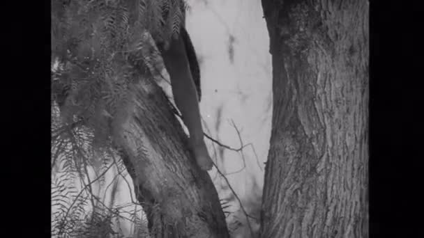 Frau klettert von Baum — Stockvideo