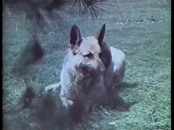 Německý ovčák, vrčel na trávníku — Stock video